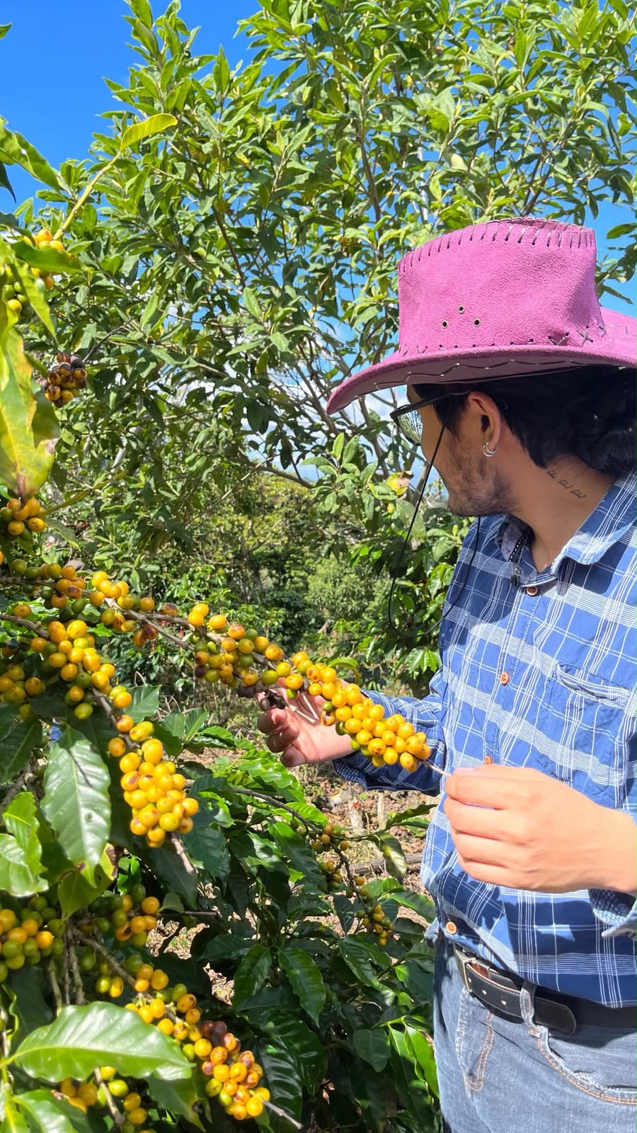 Trabajo en finca junto a una rama cargada de cerezas de café